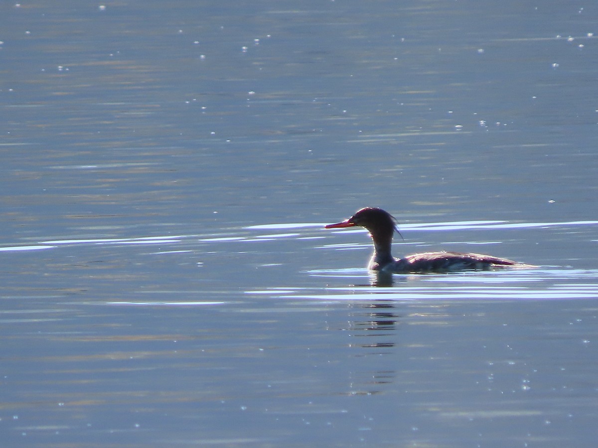 מרגון בינוני - ML644599117