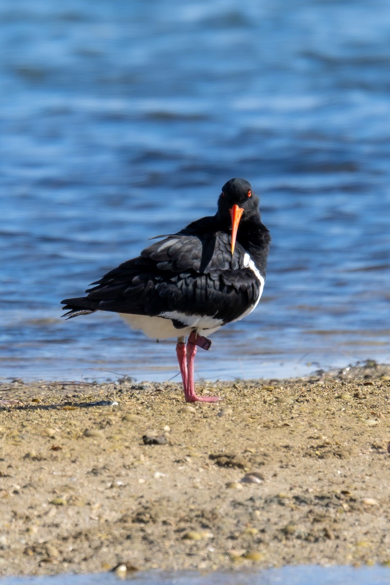 ústřičník dlouhozobý - ML644599118