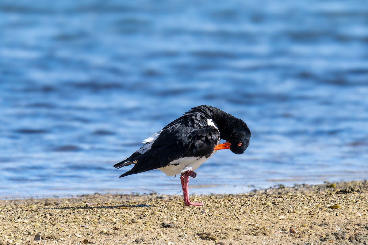 ústřičník dlouhozobý - ML644599119