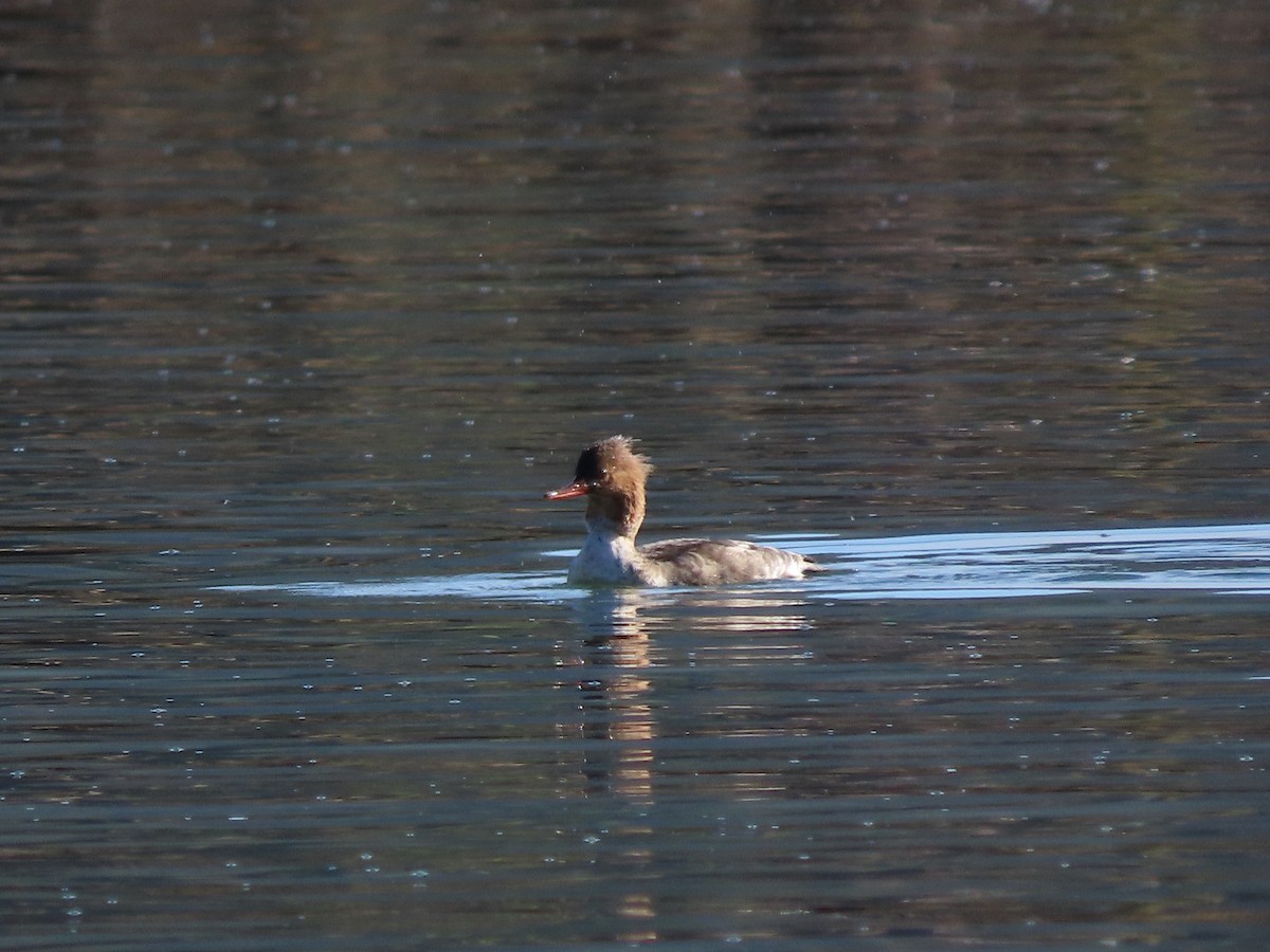 מרגון בינוני - ML644599120