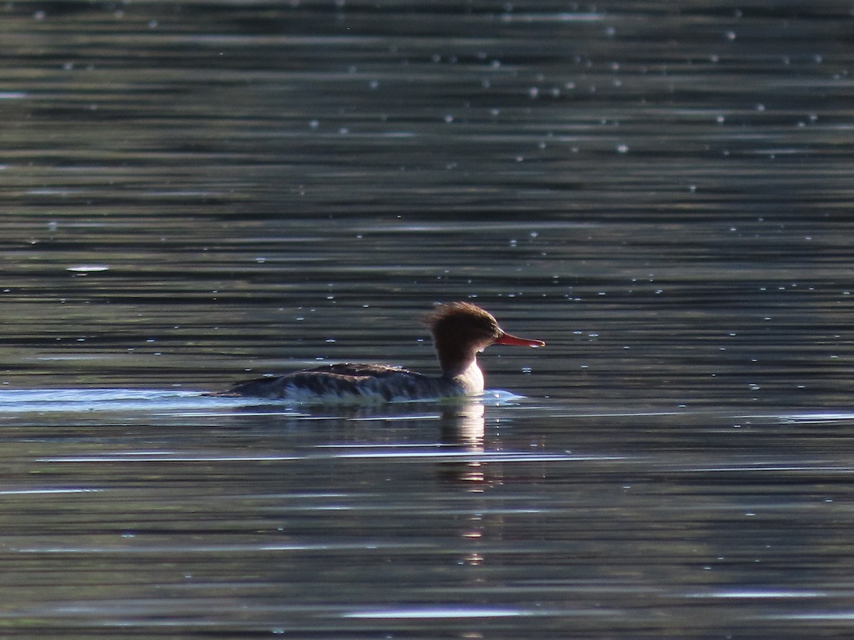 מרגון בינוני - ML644599128
