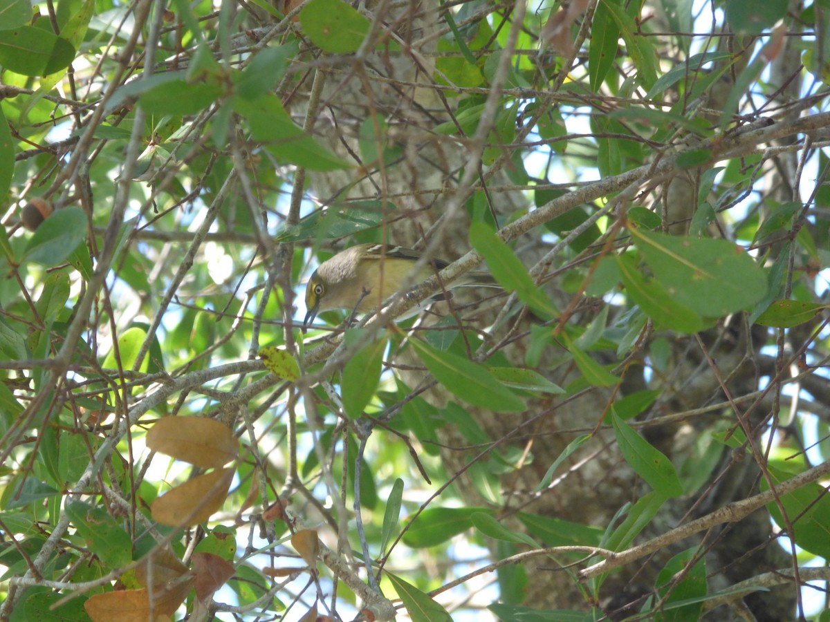 White-eyed Vireo - ML644599129