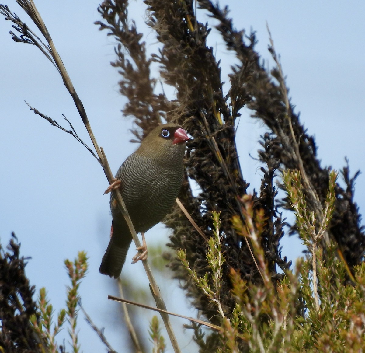 Beautiful Firetail - ML644599133
