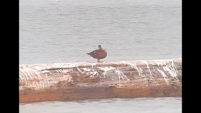 King Eider - ML644599134