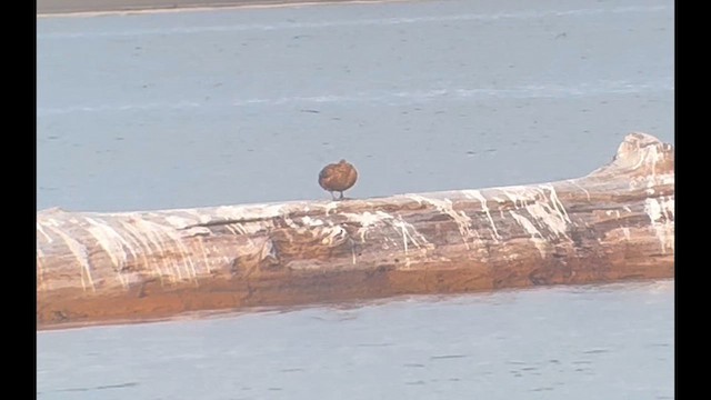 King Eider - ML644599135