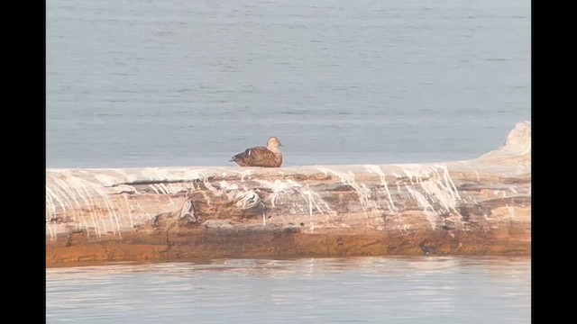 King Eider - ML644599136