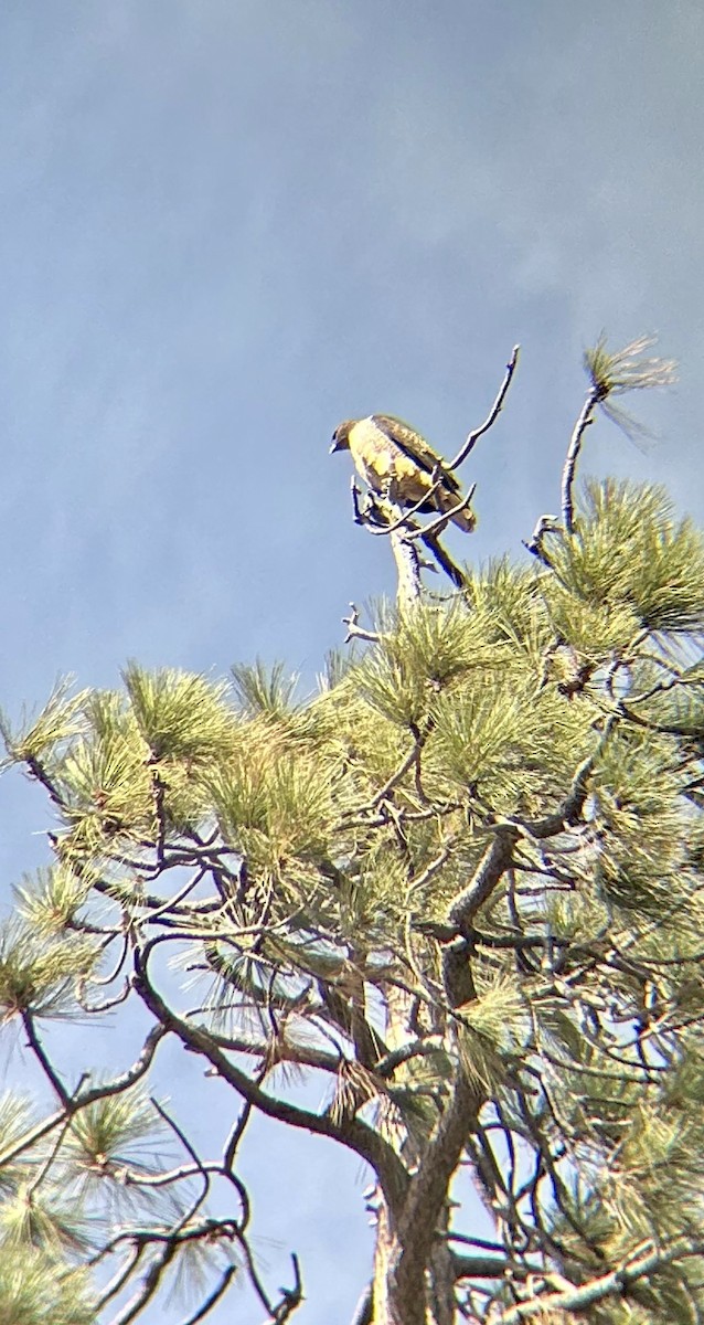 Краснохвостый канюк - ML644599138