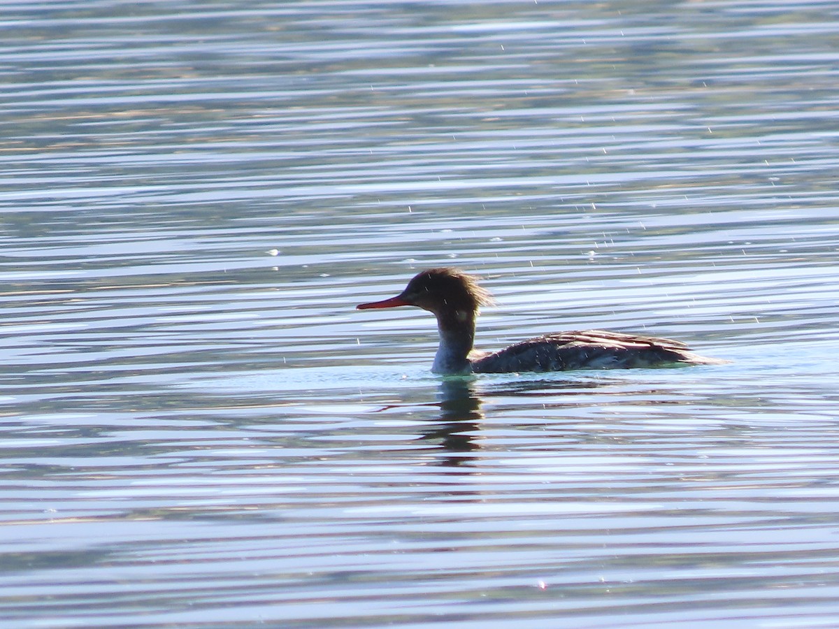 מרגון בינוני - ML644599139