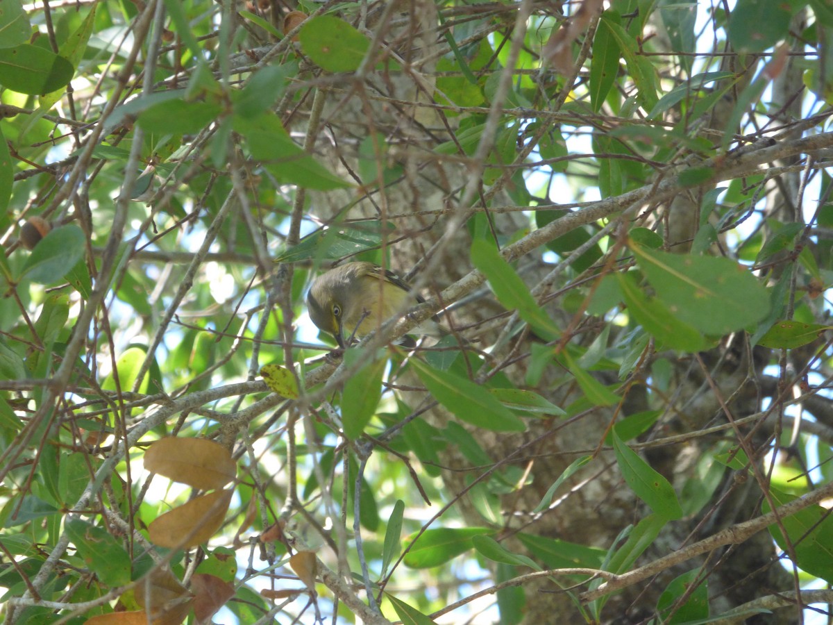 White-eyed Vireo - ML644599140