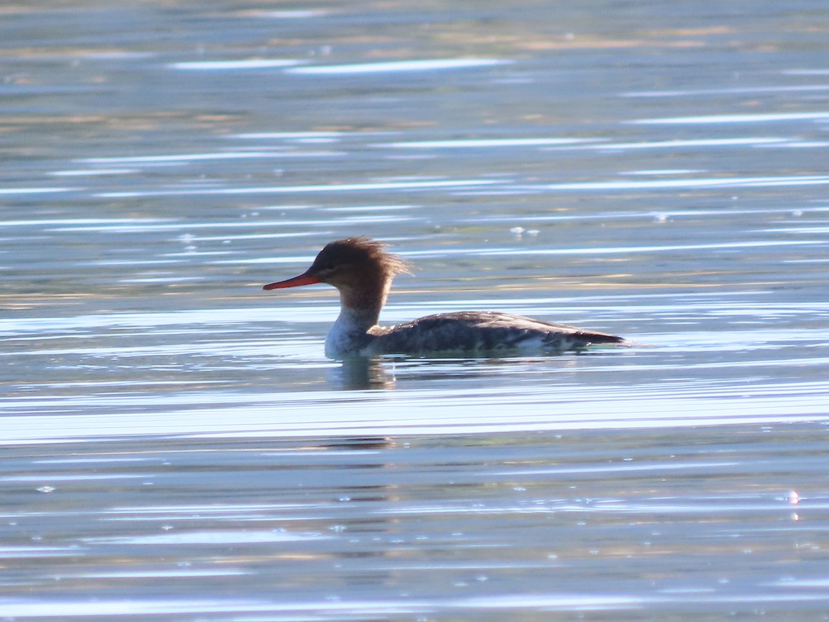 מרגון בינוני - ML644599143