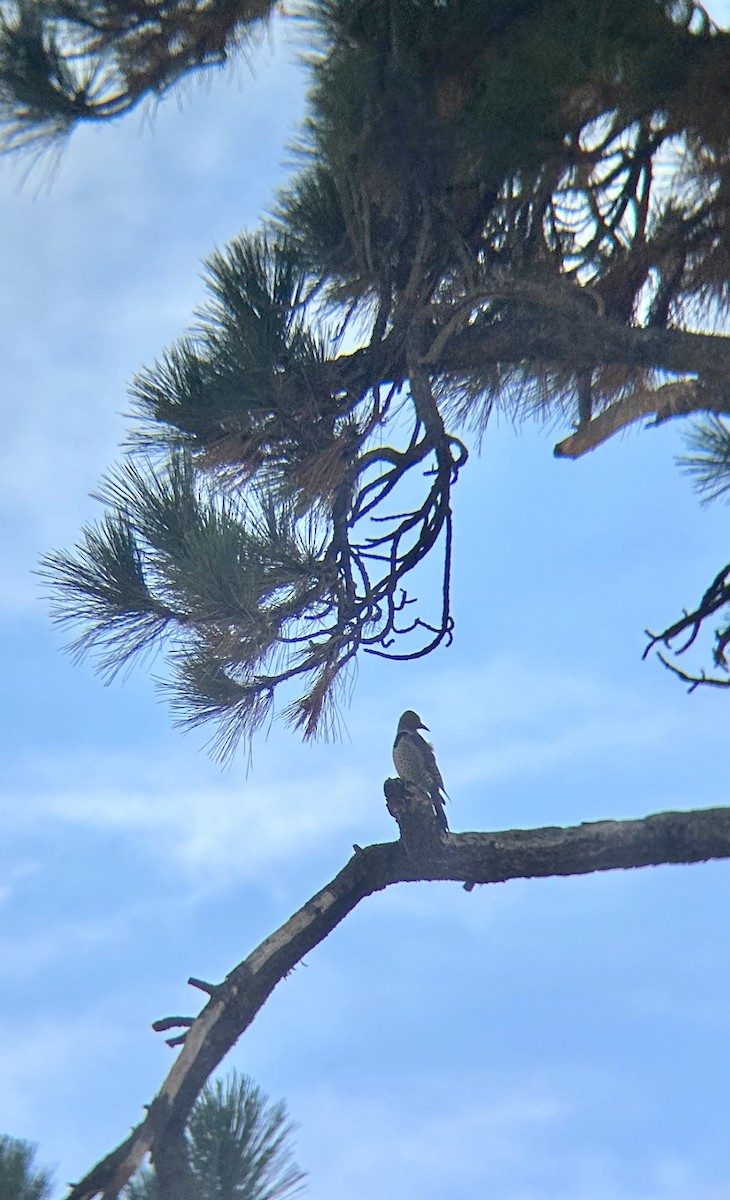 Шилоклювый дятел - ML644599147