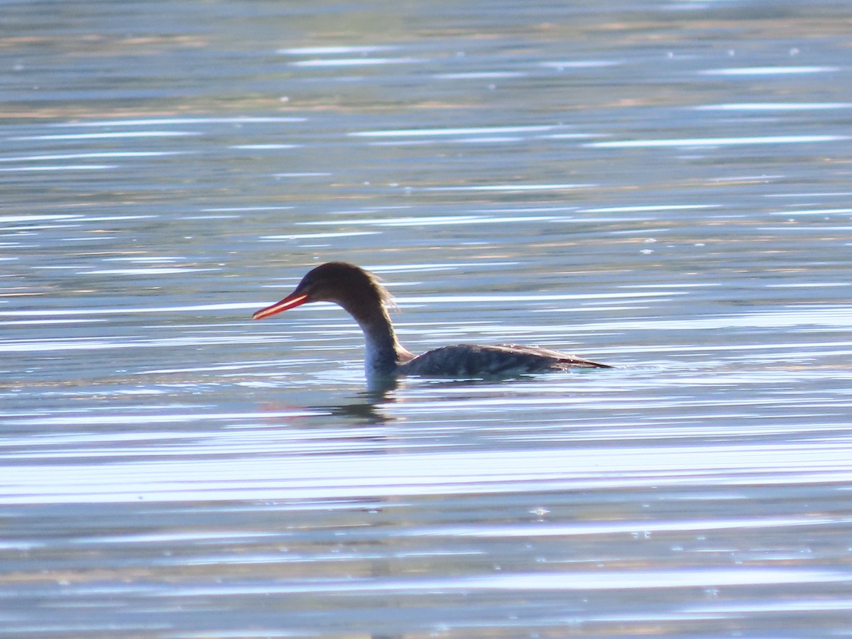 מרגון בינוני - ML644599148