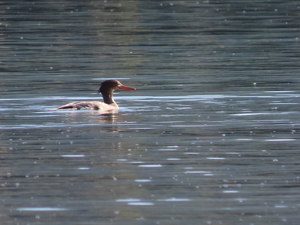 מרגון בינוני - ML644599151