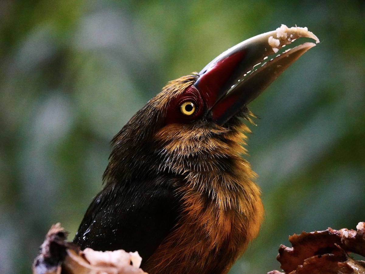 Saffron Toucanet - ML644599153