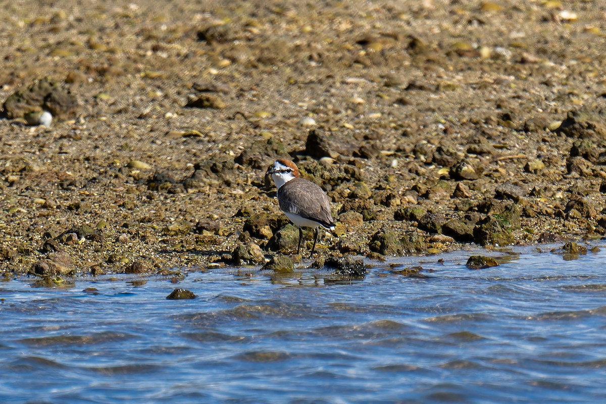 Kızıl Takkeli Cılıbıt - ML644599154