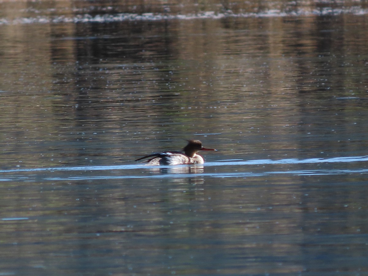 מרגון בינוני - ML644599155