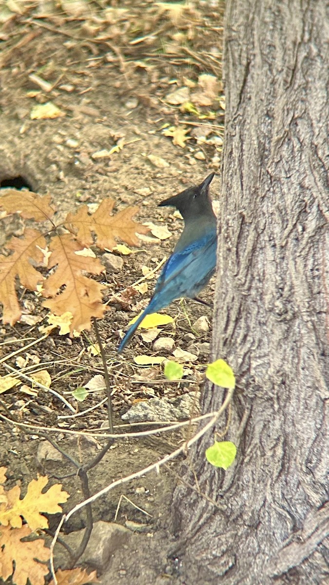 Стеллерова сойка - ML644599157