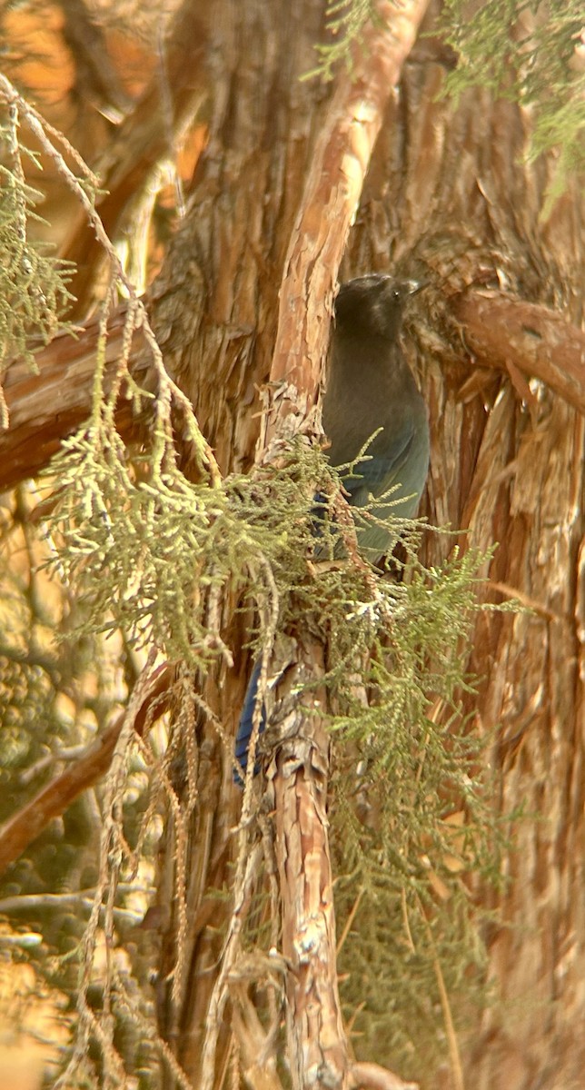 Стеллерова сойка - ML644599158