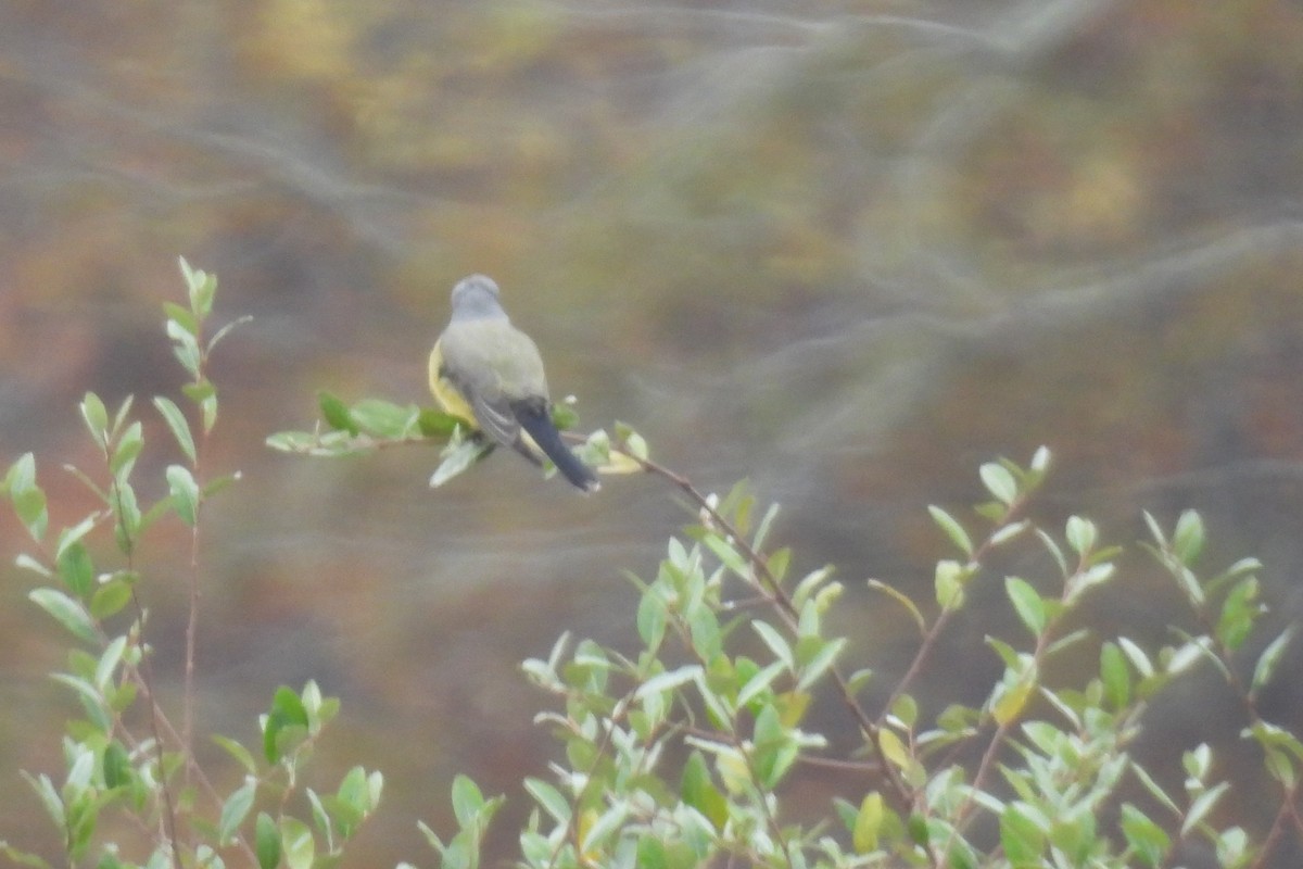 Western Kingbird - ML644599171