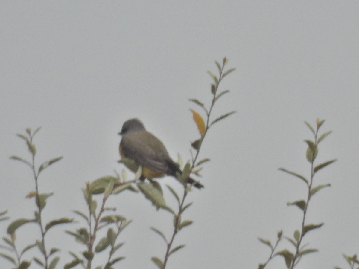 Western Kingbird - ML644599172