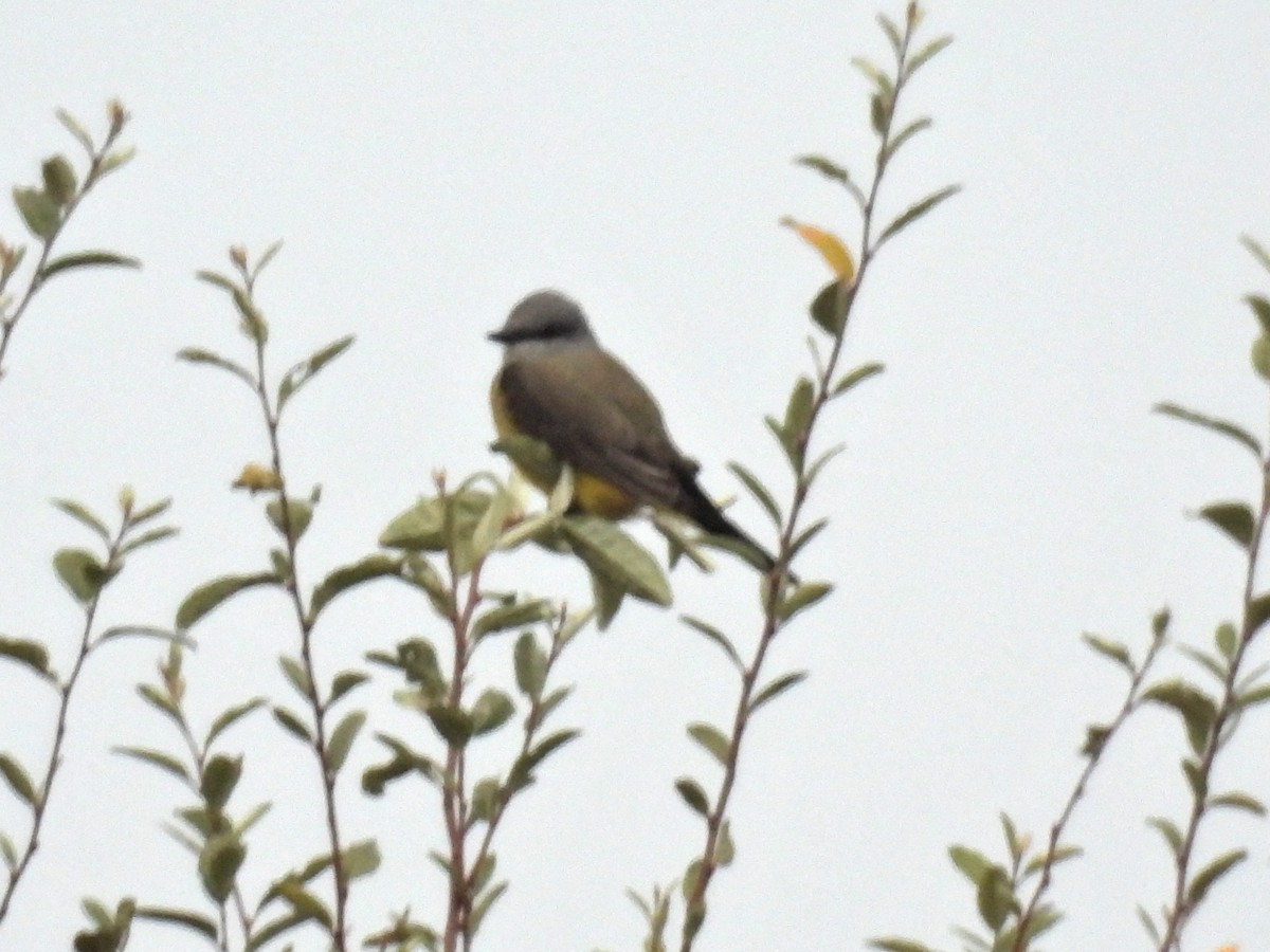 Western Kingbird - ML644599173