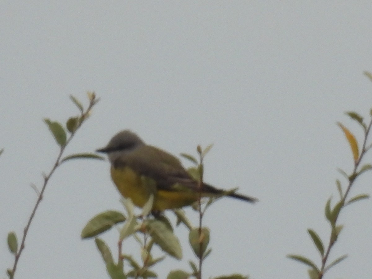 Western Kingbird - ML644599174