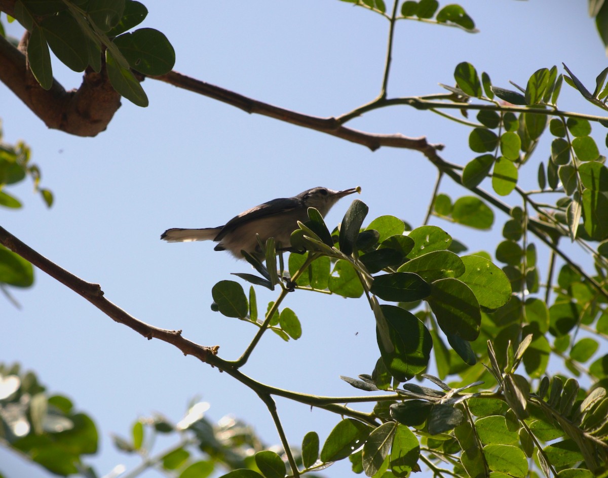 White-browed Gnatcatcher - ML644599178
