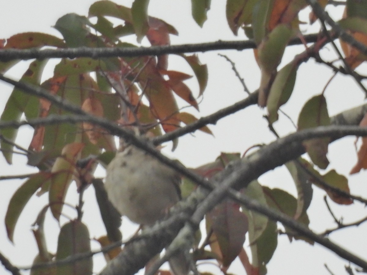 Lark Sparrow - ML644599180