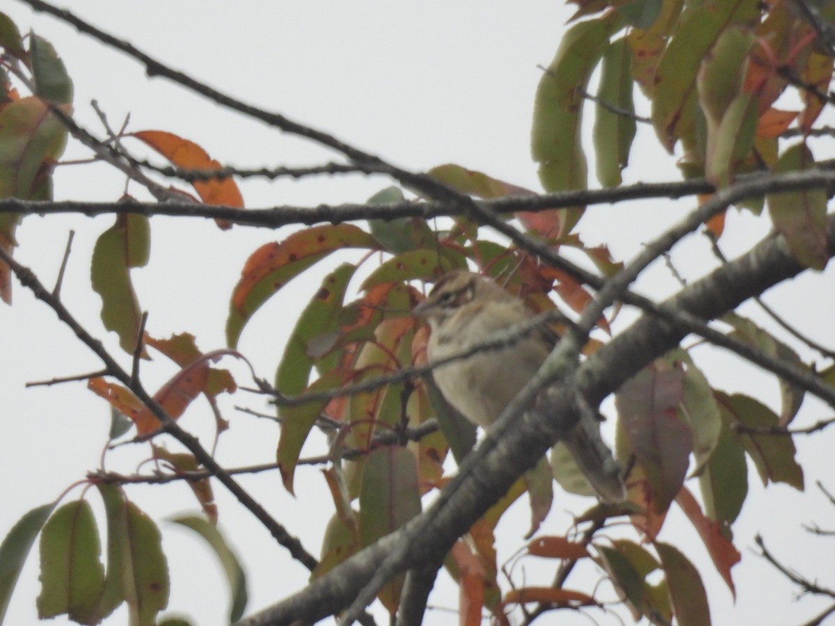 Lark Sparrow - ML644599181