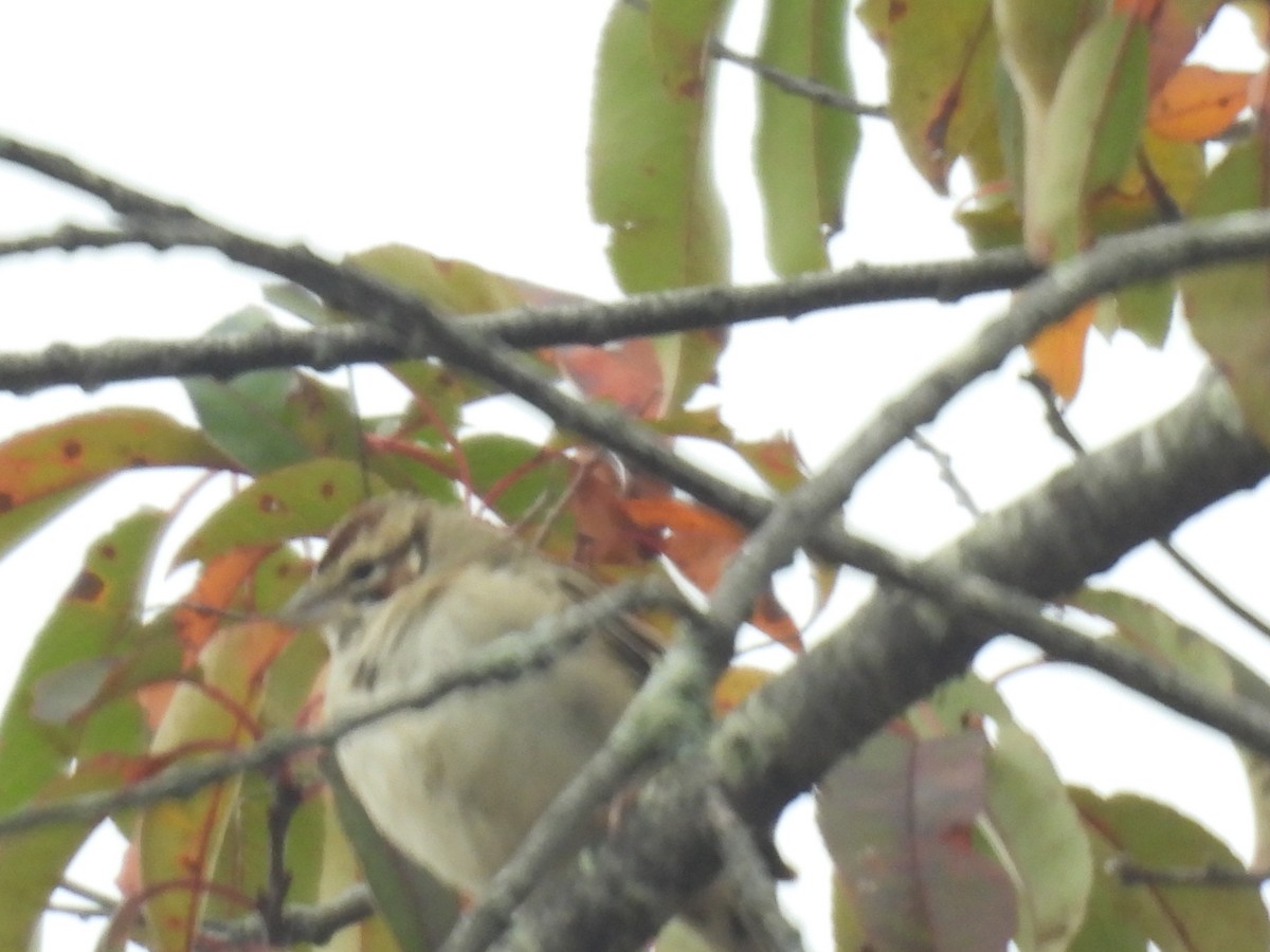 Lark Sparrow - ML644599182