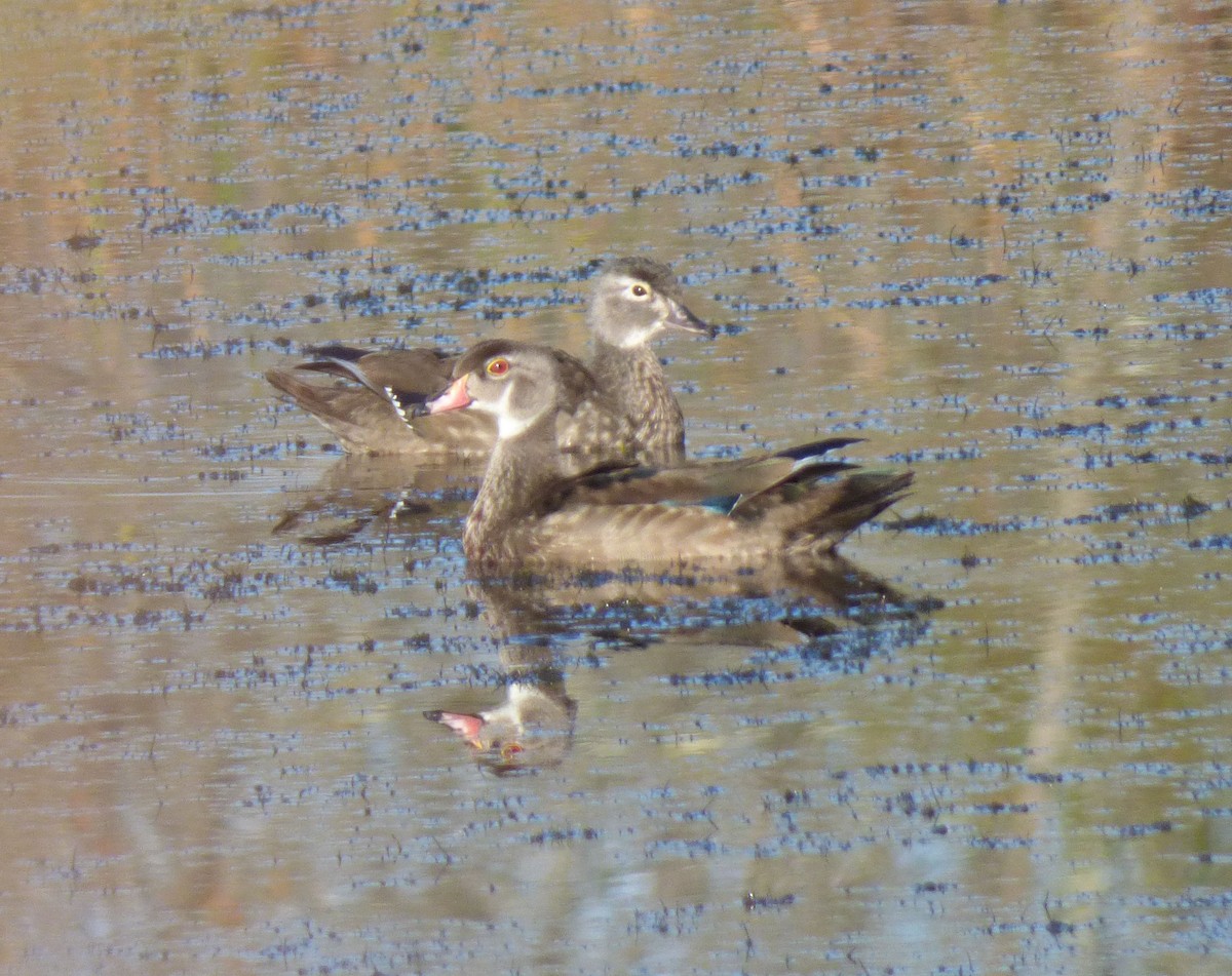 Wood Duck - ML644599192