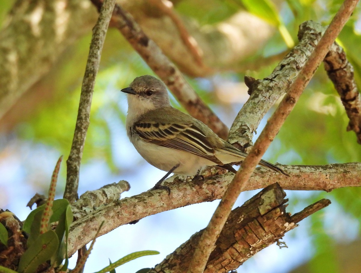 Suiriri Flycatcher - ML644599193