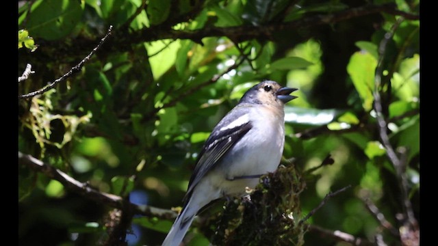 Pinzón de Madeira - ML644599200
