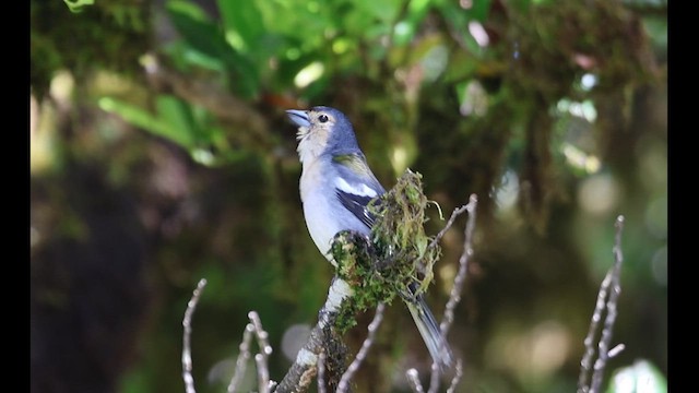 Pinzón de Madeira - ML644599202