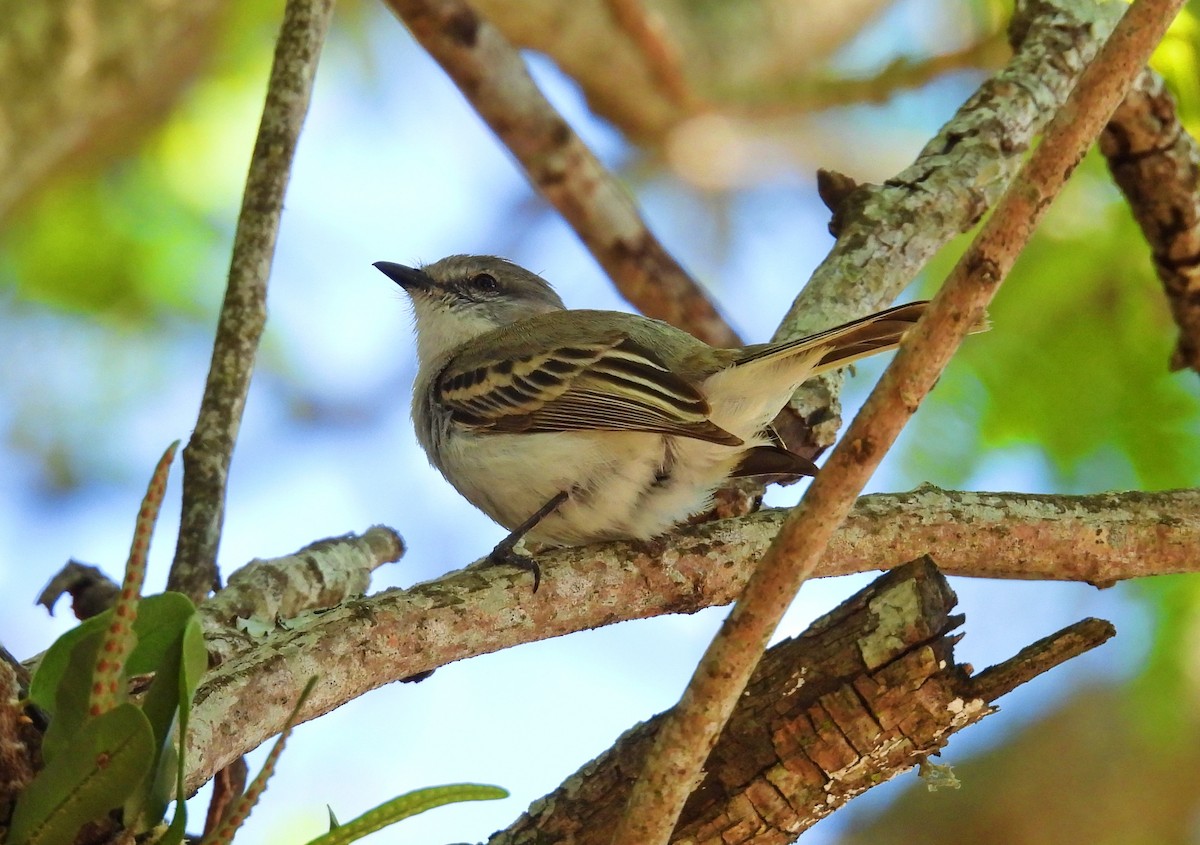 Suiriri Flycatcher - ML644599203