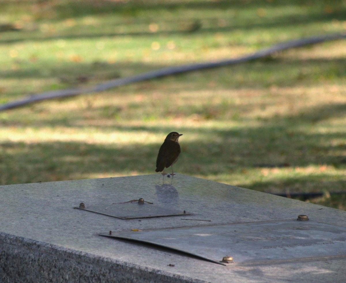 Grive à dos olive - ML644599209