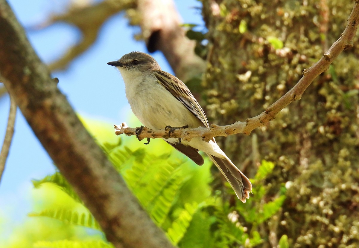 Suiriri Flycatcher - ML644599215