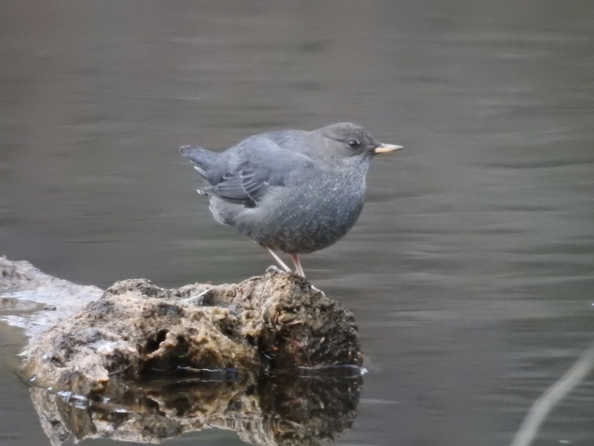 Ur-zozo iparramerikarra - ML644599219