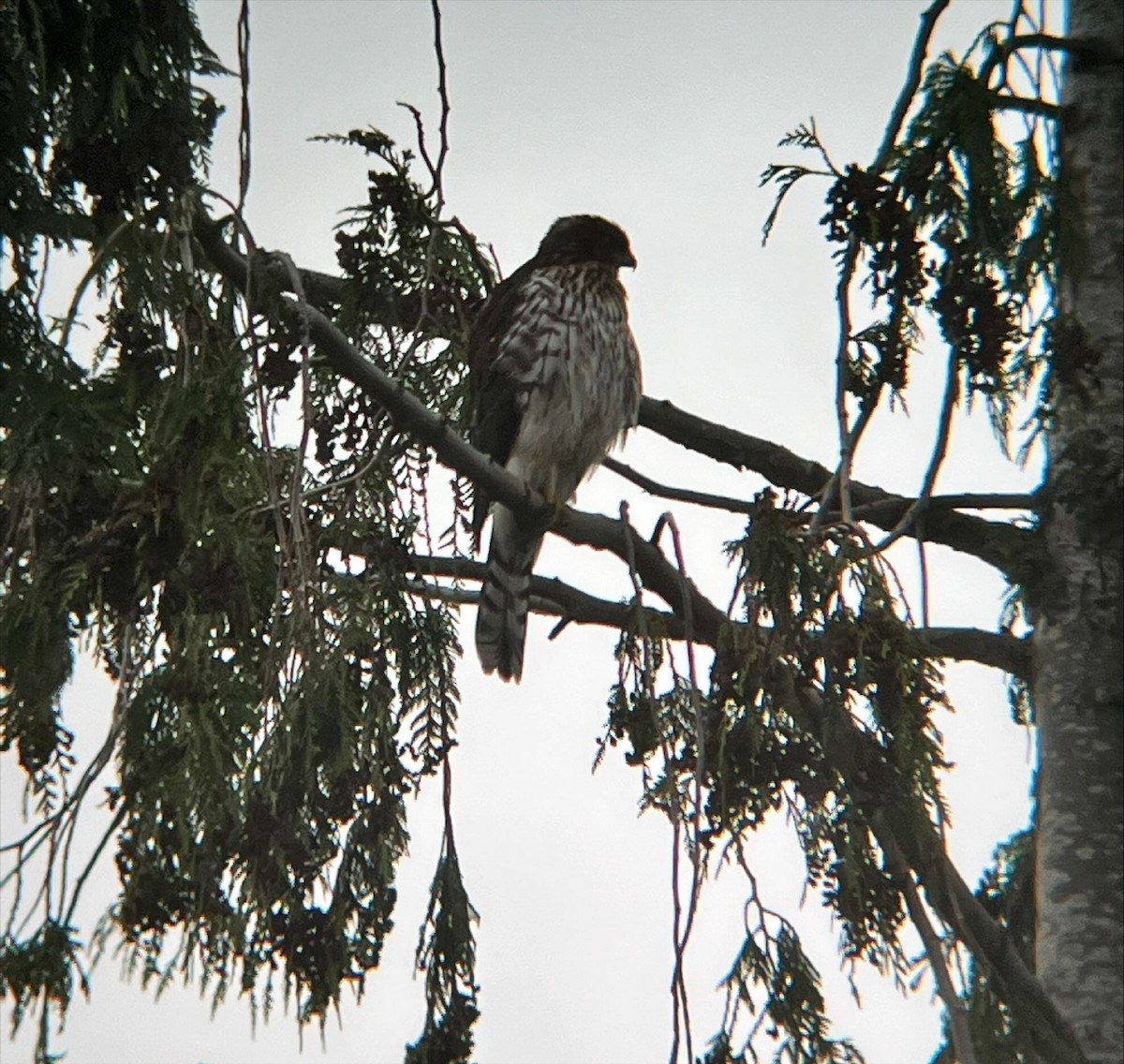 Cooper's Hawk - ML644599230