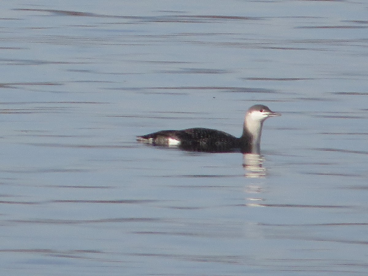 Plongeon catmarin - ML644599242