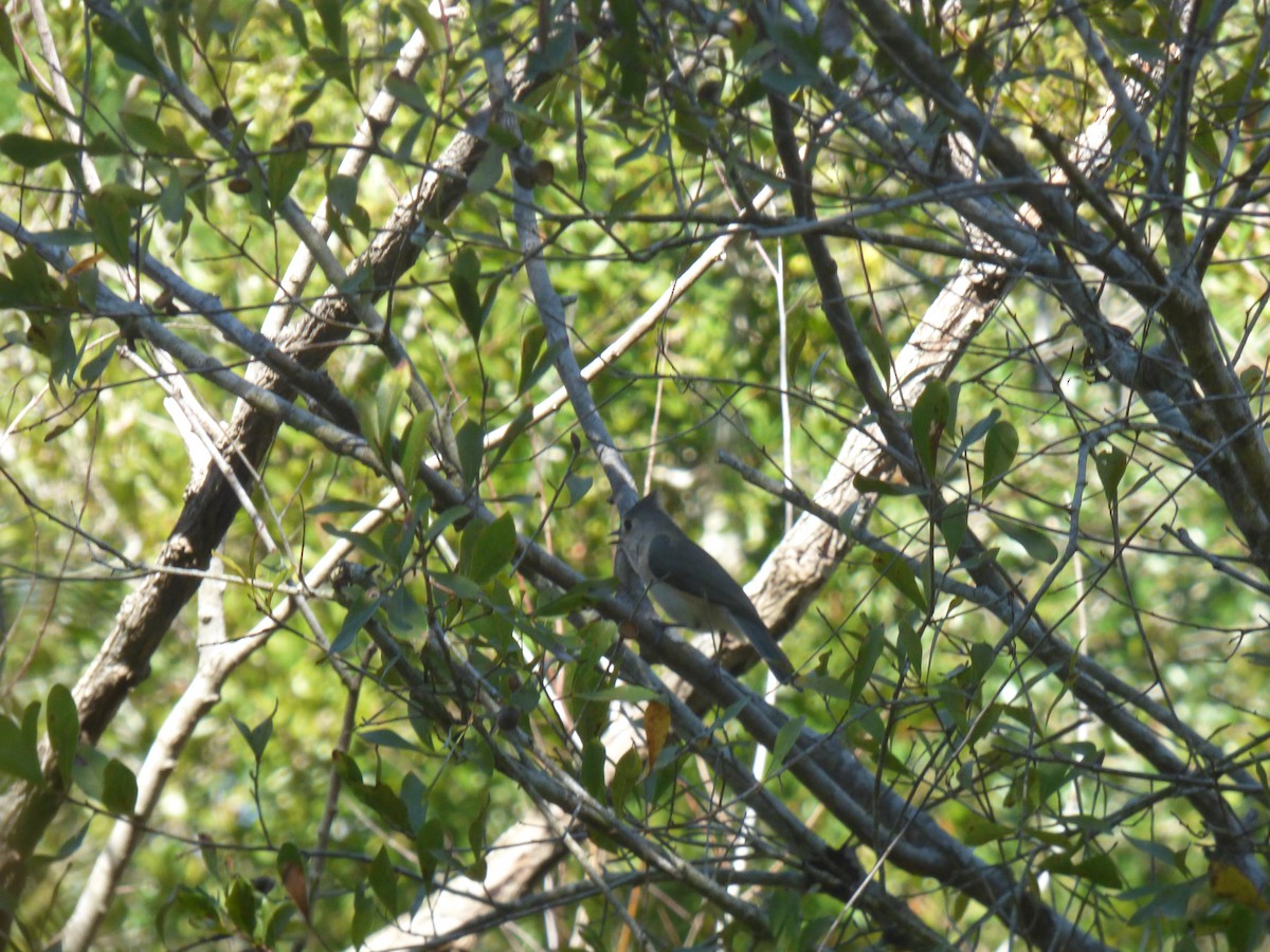 gråduskmeis - ML644599251