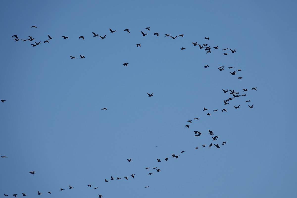 Double-crested Cormorant - ML644599262