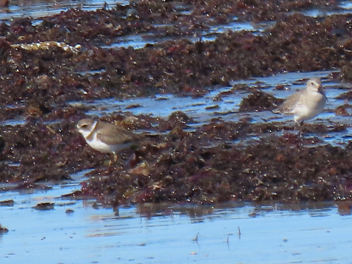 Semipalmated Plover - ML644599264