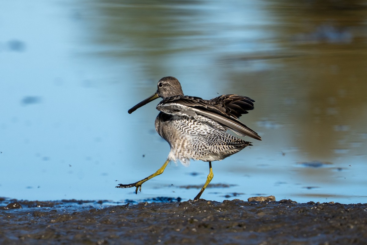 Bécassin à long bec - ML644599265