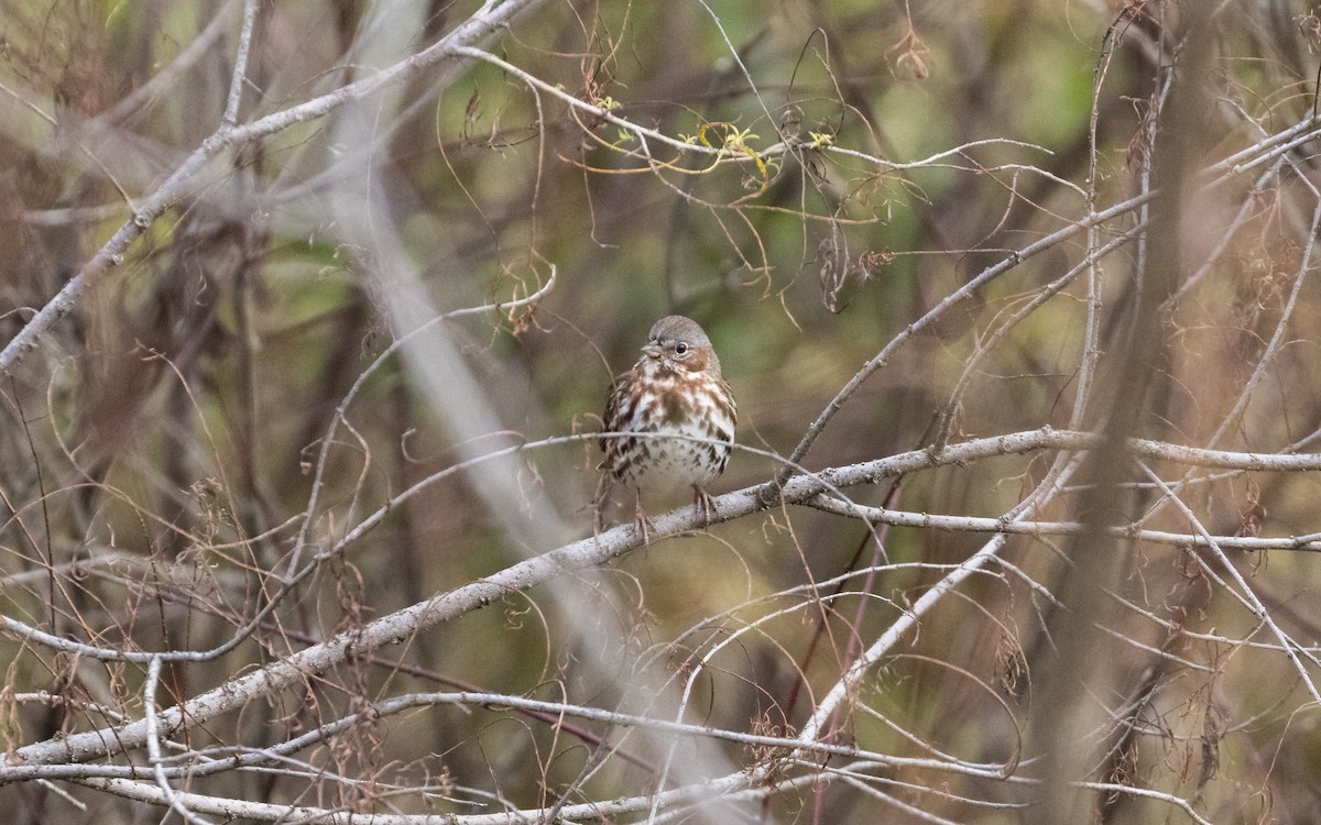 Fox Sparrow - ML644599267