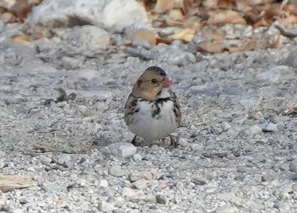 Бруант північний - ML644599268