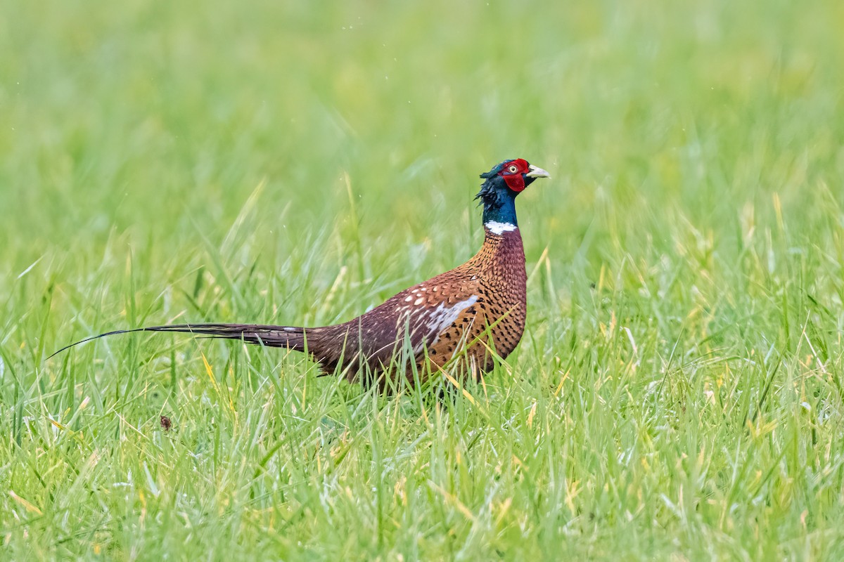 Фазан звичайний - ML644599270