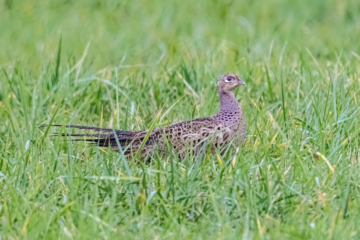 Фазан звичайний - ML644599272