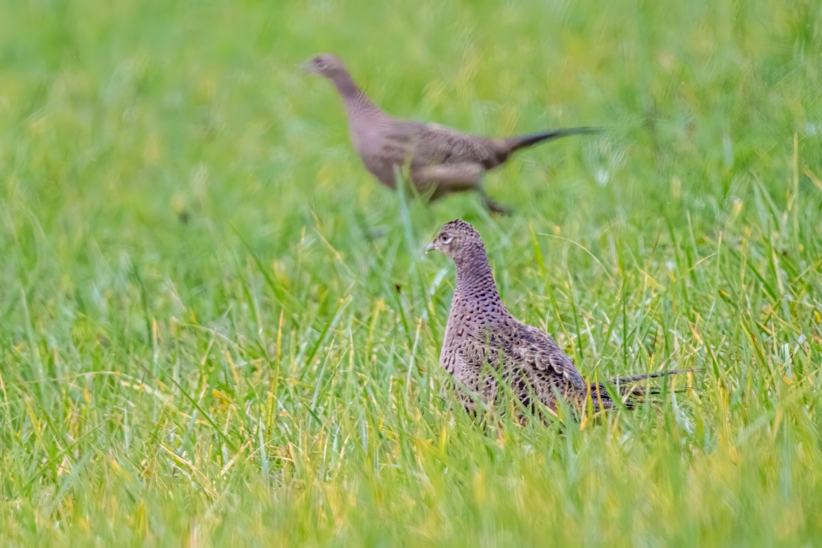 Фазан звичайний - ML644599275