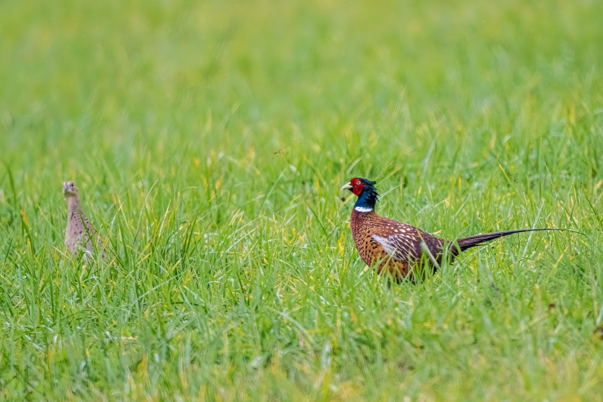 Фазан звичайний - ML644599284